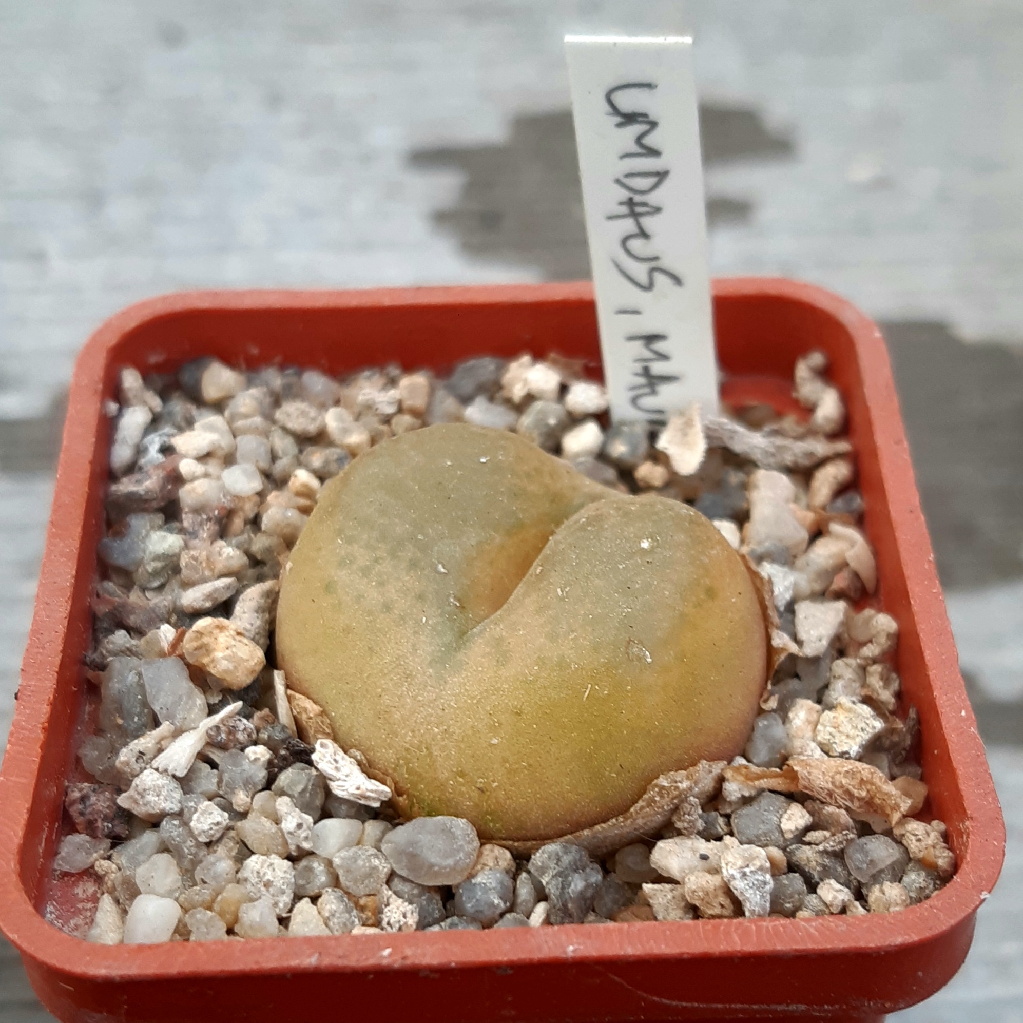Conophytum maughanii ssp.latum, Umdaus