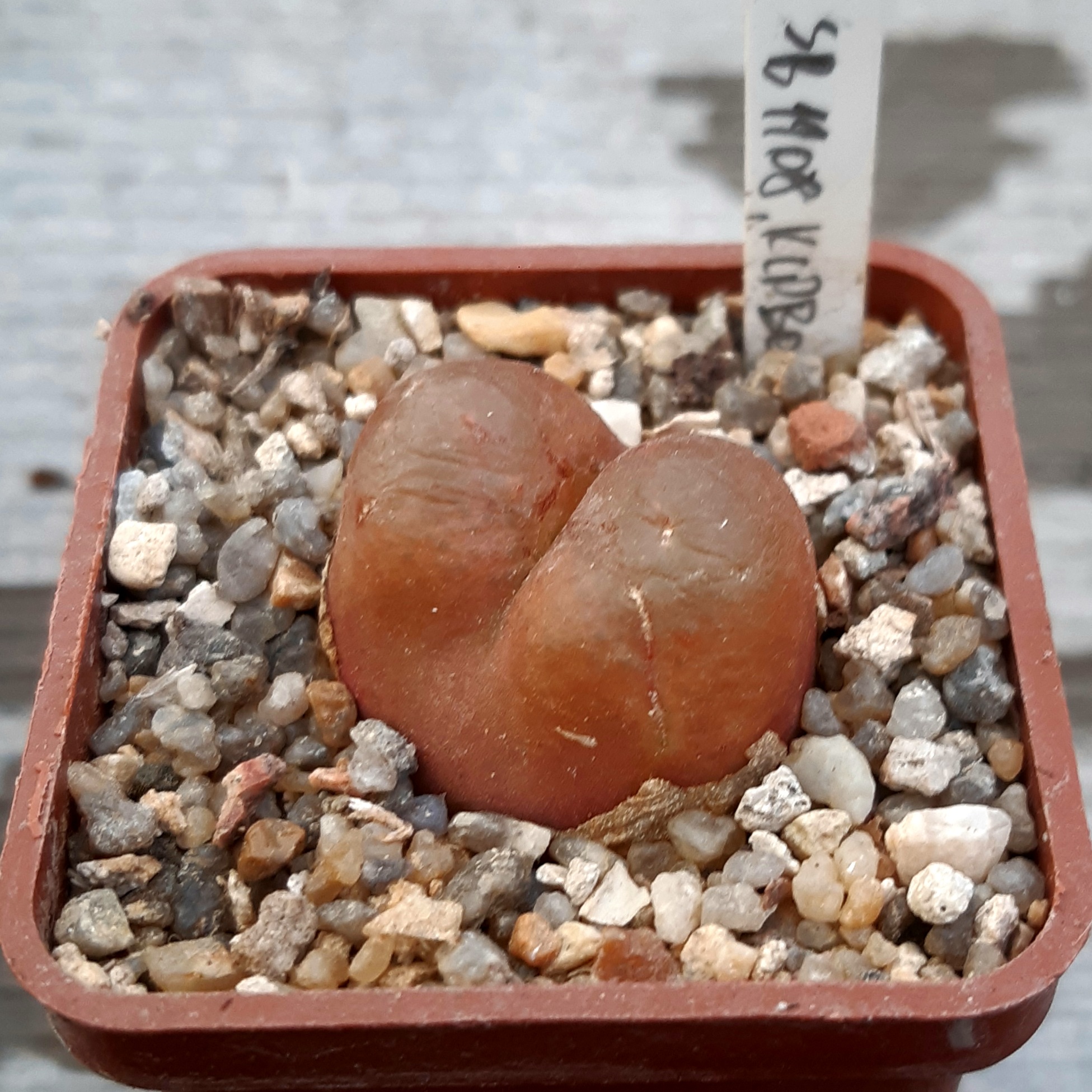 Conophytum maughanii (red) Klipbok SB1108
