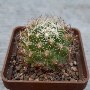 Coryphantha neglecta BZ54 Cienega de Flores, Nuevo Leon