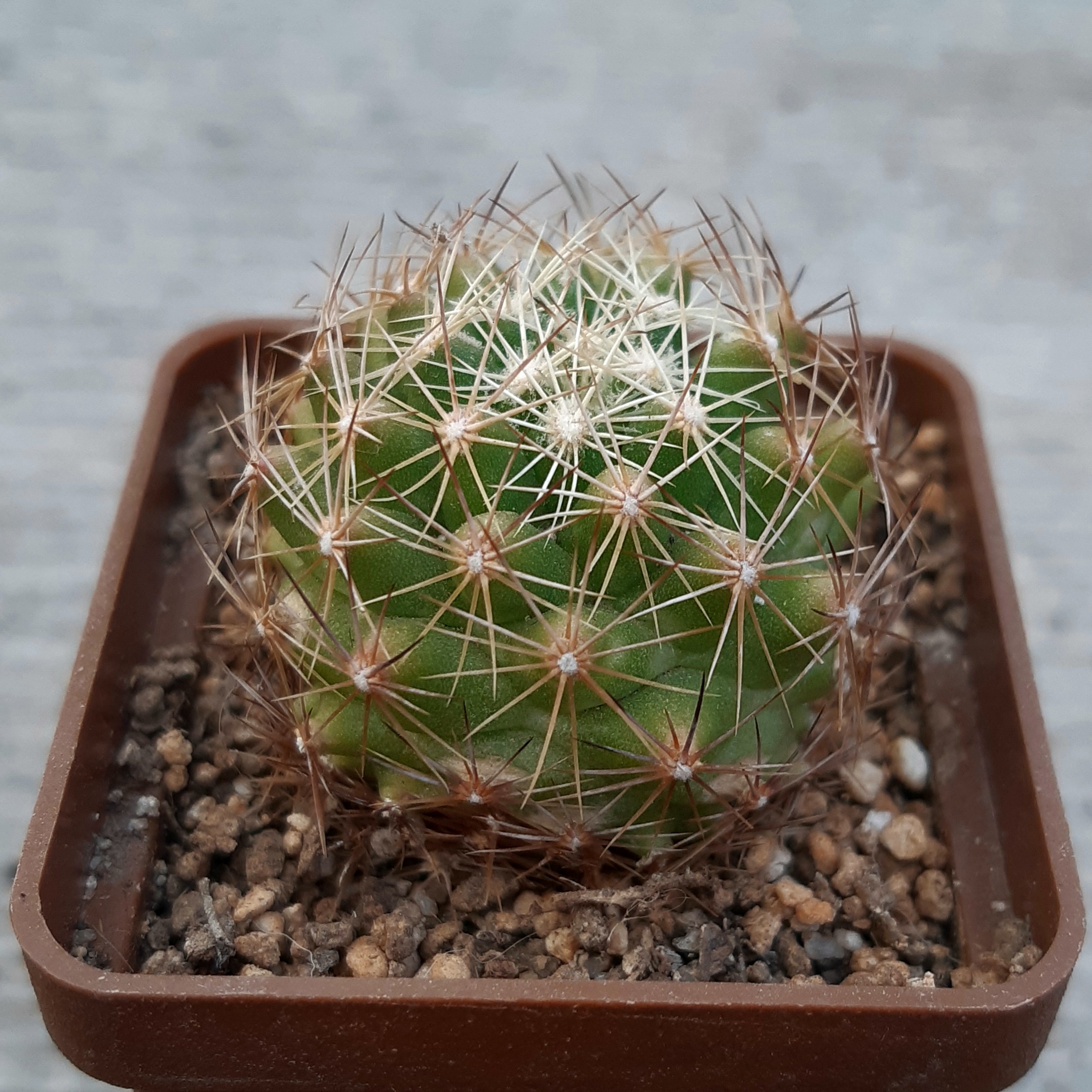 Coryphantha neglecta BZ54 Cienega de Flores, Nuevo Leon
