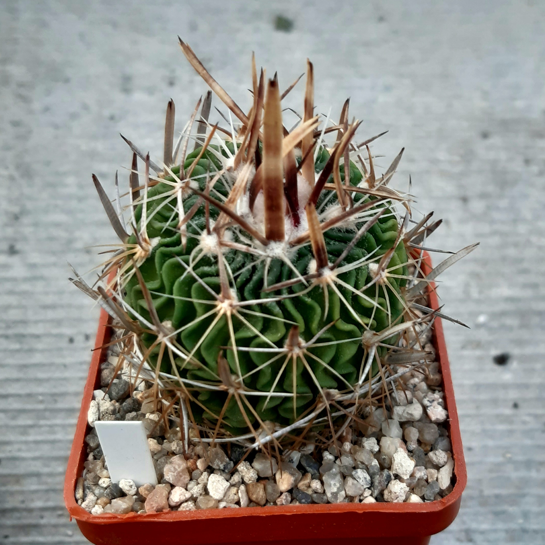 Echinofossulocactus tricuspidatus