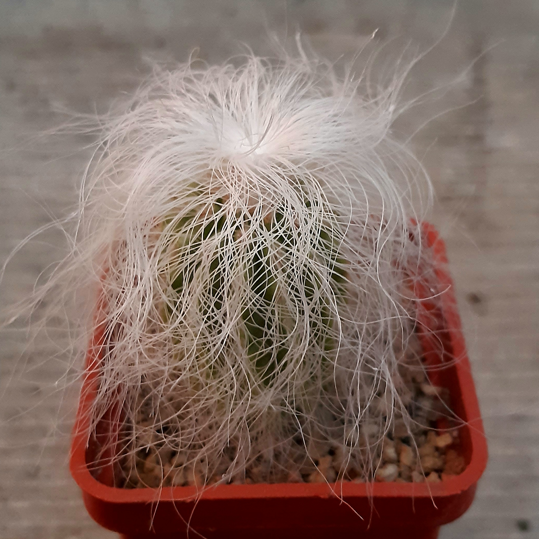 Cephalocereus senilis